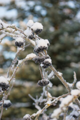 Chokeberry in snow and frost in winter