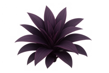 Purple foliage succulent plant with vibrant leaves, close up view against a transparent background