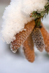 Beautiful fir cones covered in snow and frost in winter