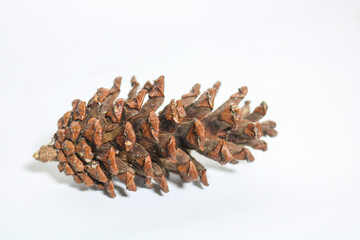 Beautiful dried pine cone flowers isolated on white background. Wet tropical plants, usually in the mountains of Asia and Indonesia.