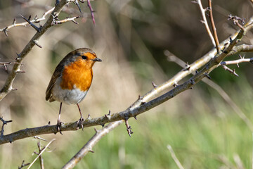 Adult European Robin (Erithacus rubecula) Garden & Woodland Dweller in Ireland