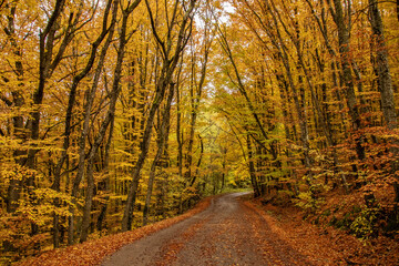 Naklejka premium Autumn forest road in Transylvania, Romania.