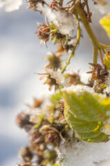 Beautiful frozen raspberries in sunny winter weather