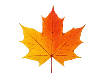 A single vibrant maple leaf in autumn, transitioning yellow to orange, isolated on transparent background
