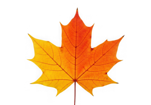 A single vibrant maple leaf in autumn, transitioning yellow to orange, isolated on transparent background - Powered by Adobe