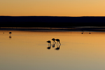 Chaxa Lagoon and its flamingos at sunset, Chile