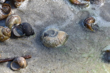 seashell on the beach with sand in the background, shallow depth of field