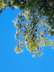 green leaves and blue sky