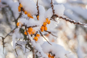Sea buckthorn berries under the snow in winter