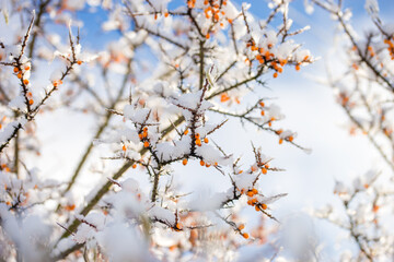 Sea buckthorn berries under the snow in winter