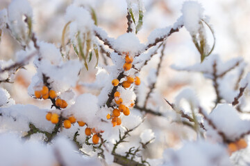 Sea buckthorn berries under the snow in winter