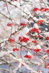 A beautiful, bright rowan tree in sunny winter weather.