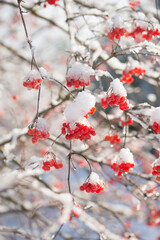 A beautiful, bright rowan tree in sunny winter weather.