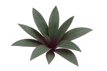 Moses-in-the-cradle plant with green and purple leaves showing a top view, on a transparent background
