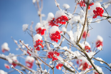 A beautiful, bright rowan tree in sunny winter weather.