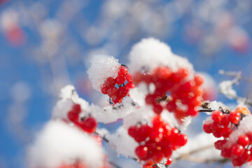 A beautiful, bright rowan tree in sunny winter weather.