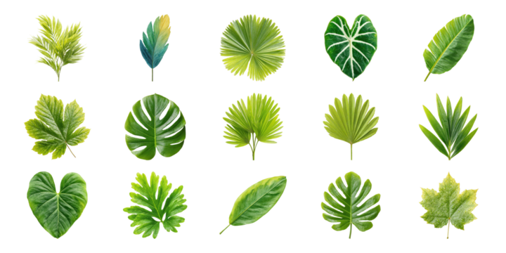 Various Tropical And Exotic Leaf Collection. Nature And Botanical Diversity Set Isolated On Transparent Background