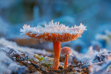 Frosted Mushroom in a Snowy Meadow, cold winter morning background