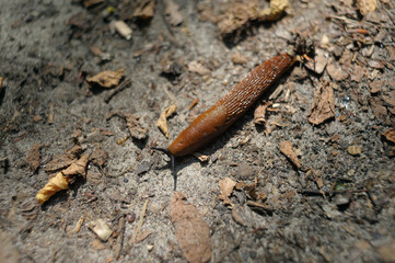 Close-up of a slug moving across soil, showcasing its slimy texture and natural behavior. Natural light highlights details of the body, antennae, and surrounding environment, capturing the small-scale