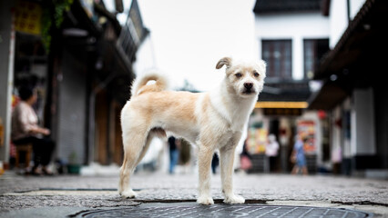 Stray dog in the street, abandoned animal 
