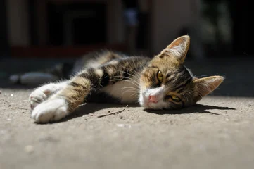 Fototapeten Enge Straßen A curious street cat sitting in the narrow streets of an old town, surrounded by historic buildings and cobblestones. Natural light highlights textures and creates an atmospheric urban scene.  © DmitriiUltra