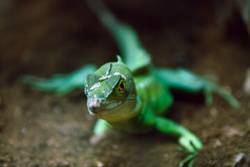 Close-up of a vibrant green lizard resting on natural vegetation, highlighting its textured skin and slender body. Soft natural light enhances details and captures the beauty of this small reptile