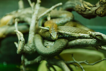 Close-up of a snake staring directly at the camera, highlighting its patterned scales, textured skin, and piercing eyes. Natural light enhances details, capturing the intensity and beauty of this rept