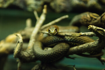 Close-up of a snake staring directly at the camera, highlighting its patterned scales, textured skin, and piercing eyes. Natural light enhances details, capturing the intensity and beauty of this rept