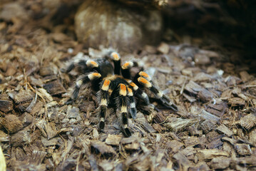Macro shot of a hairy spider, highlighting its detailed legs, body texture, and fine hairs. Natural light emphasizes the intricate features of this small arachnid in its natural environment.