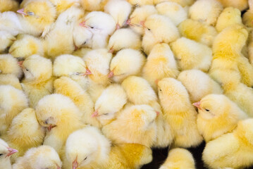 Top-down view of several fluffy yellow chicks tightly huddled together, filling the entire frame. Soft natural light highlights their feathers and creates a warm, cute, and cozy atmosphere.