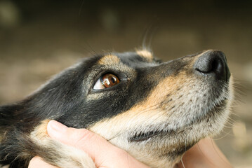 A dog roaming the streets, captured in a natural urban environment. Soft natural light highlights its fur and expression, showing everyday life of street animals and urban wildlife.