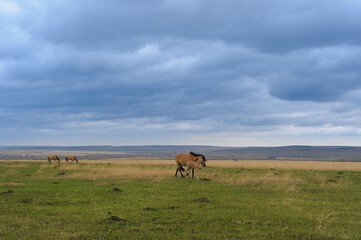Group of elegant horses grazing in open green fields under natural sunlight. Calm and picturesque rural landscape highlighting the beauty of equestrian life and freedom in nature.
