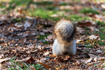 A close-up, rear view of a small squirrel sitting on a forest floor covered in autumn leaves and green grass. The squirrel's fluffy tail is prominently featured, with a blurred background.