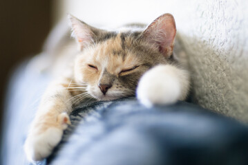 A domestic cat resting indoors, showing its fur texture and relaxed posture. Soft natural light highlights the cat’s features, capturing the calm and cozy atmosphere of home life with pets.