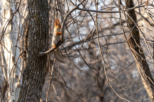 A small, agile red squirrel with a fluffy tail sits on a bare tree branch in a forest and amusingly to hide behind a branch, clasping it with its paws. - Powered by Adobe