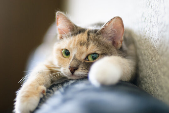 A domestic cat resting indoors, showing its fur texture and relaxed posture. Soft natural light highlights the cat’s features, capturing the calm and cozy atmosphere of home life with pets.