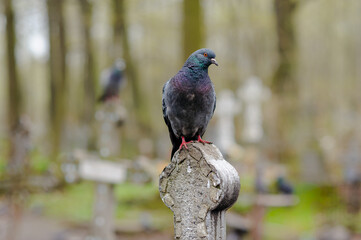 Group of pigeons perched and walking among tombstones in a cemetery, with soft natural light highlighting their feathers and the surrounding stone. Atmospheric and quiet scene capturing urban wildlife