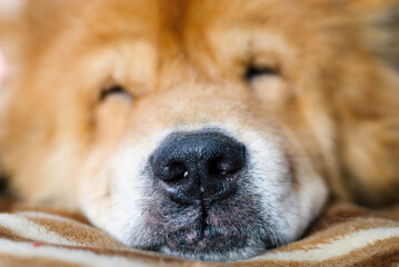 Adorable Chow Chow dog peacefully sleeping on a chair, showing its fluffy fur and relaxed posture. Soft indoor light enhances the cozy and warm atmosphere of a calm pet resting.