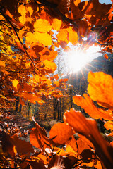 autumn in the forest