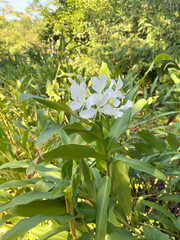 Fragrant Butterfly Ginger Lily (Hedychium coronarium) in Lush Tropical Foliage