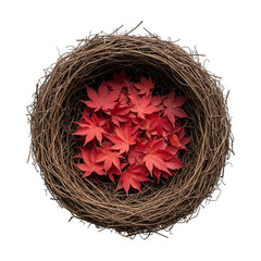 Overhead view of a birds nest filled with red maple leaves isolated on transparent background