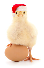 Cute broiler chick in Santa hat with egg isolated on white