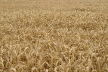 Golden wheat field with ripe ears at harvest time