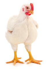 White broiler chicken isolated on white