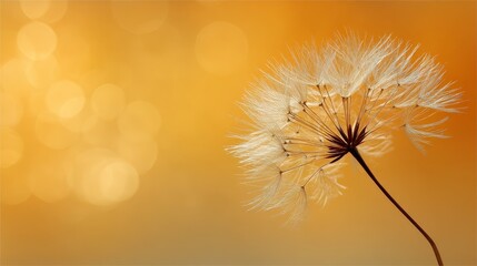 Delicate dandelion seed head silhouette against golden sunset sky with soft bokeh highlights creating a peaceful and serene atmosphere