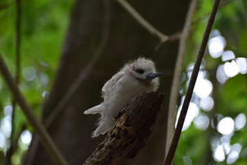 Pha&eacute;ton &agrave; bec jaune ou paille en queue b&eacute;b&eacute;