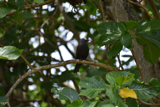 Le Noddi brun (Anous stolidus)	
