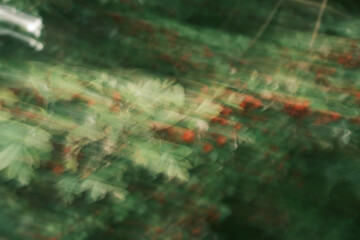A blurry image of green leaves with red berries
