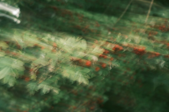 A blurry image of green leaves with red berries - Powered by Adobe