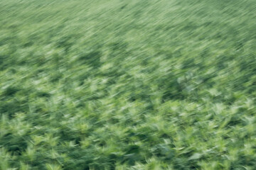 A blurry image of a field of grass with a few plants in the foreground